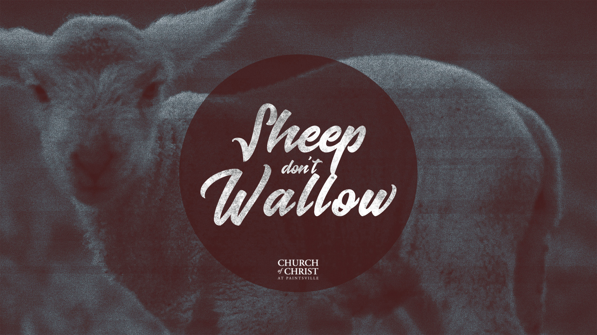 Featured image for “Sheep Don’t Wallow”